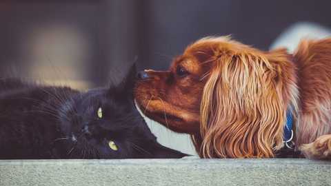 How to Create Clear Guidelines for Pet Owners at Your Rental Property