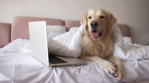 Why Your Property Needs Pet Management Software: Benefits and ROI