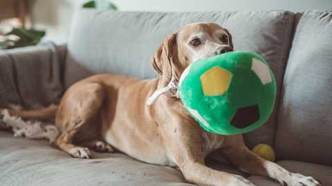 A Resident’s Guide to the Pet Screening Process
